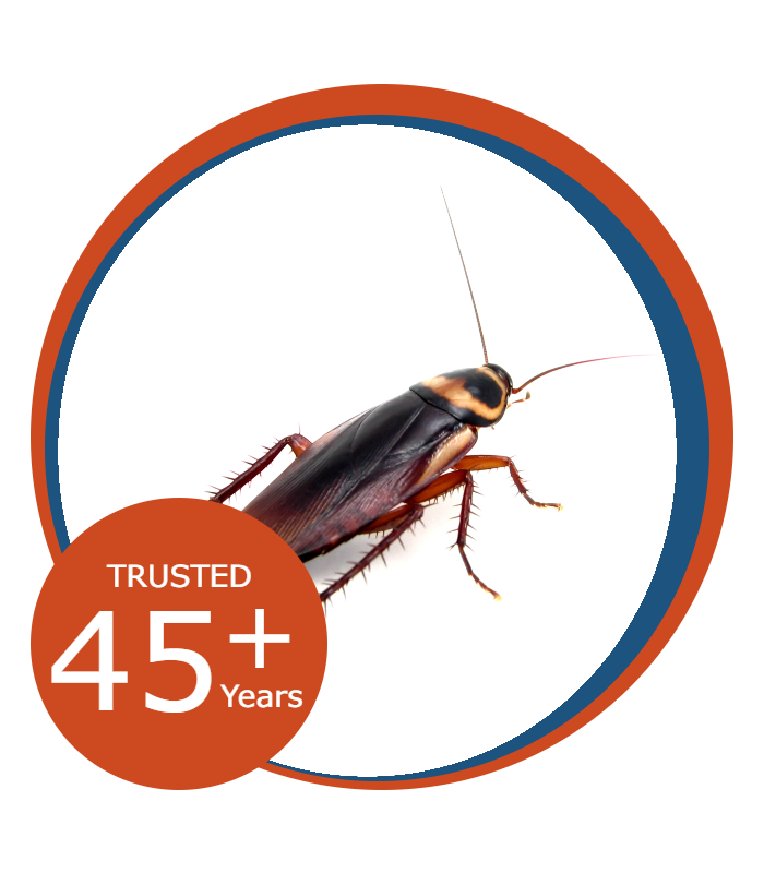 Pest Control Cockroach