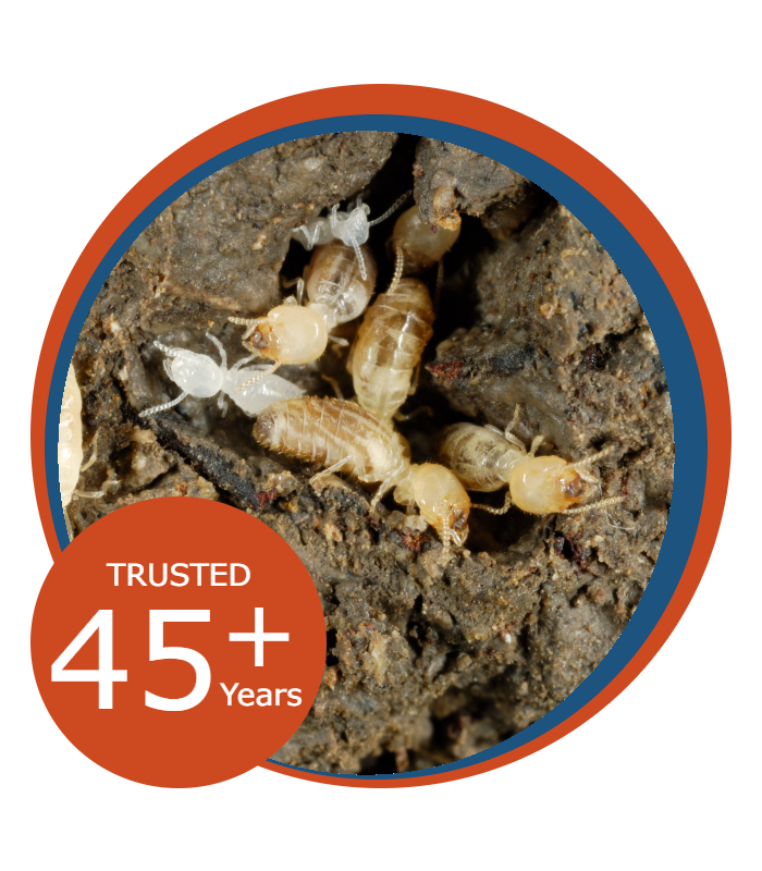 Termites