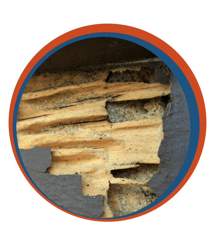 Termite Damage
